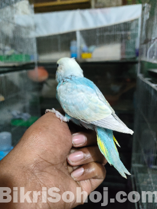 Rainbow Baby Bird রেইনবো বেবি বার্ড